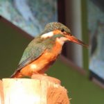 2016-07-27 Schaalsee 91